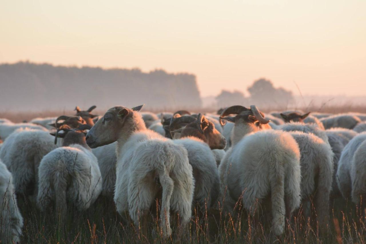 Wapen Van Exloo Exteriör bild