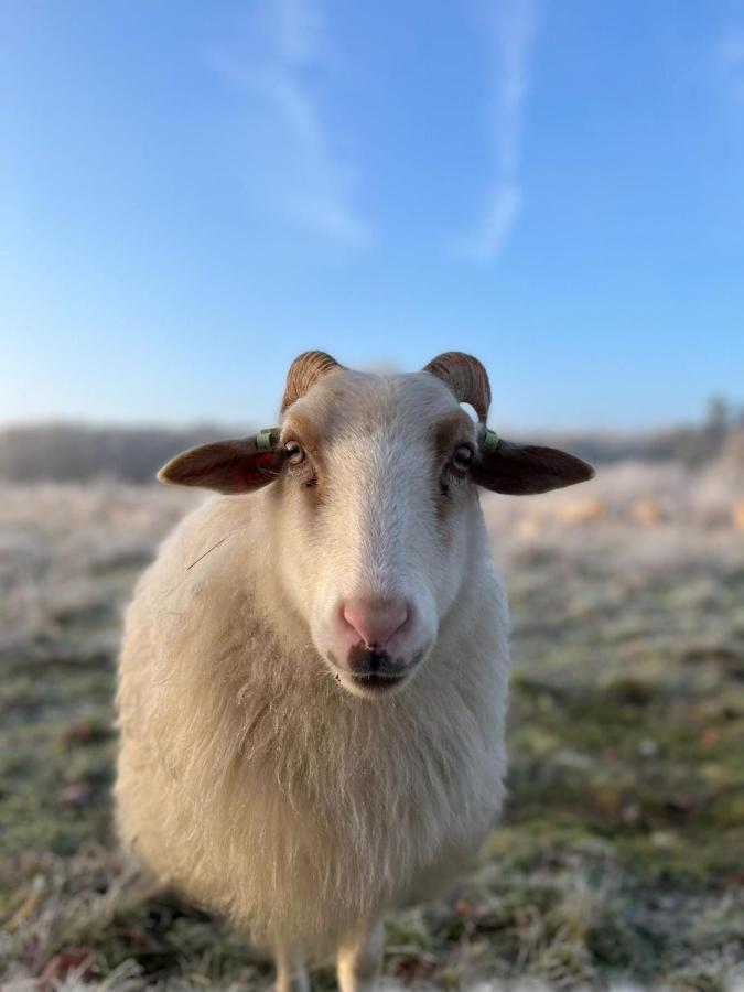 Wapen Van Exloo Exteriör bild